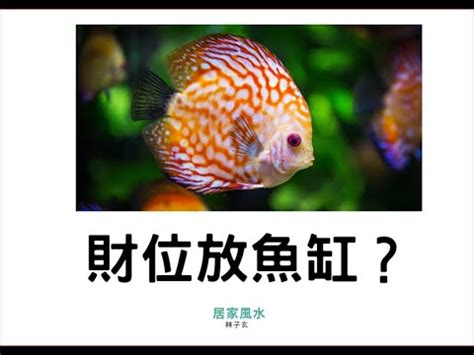 魚缸放財位|財位放魚缸？風水師揭5大禁忌